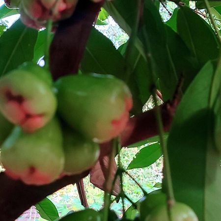 Alappuzha Vivaresidence Homestay מראה חיצוני תמונה