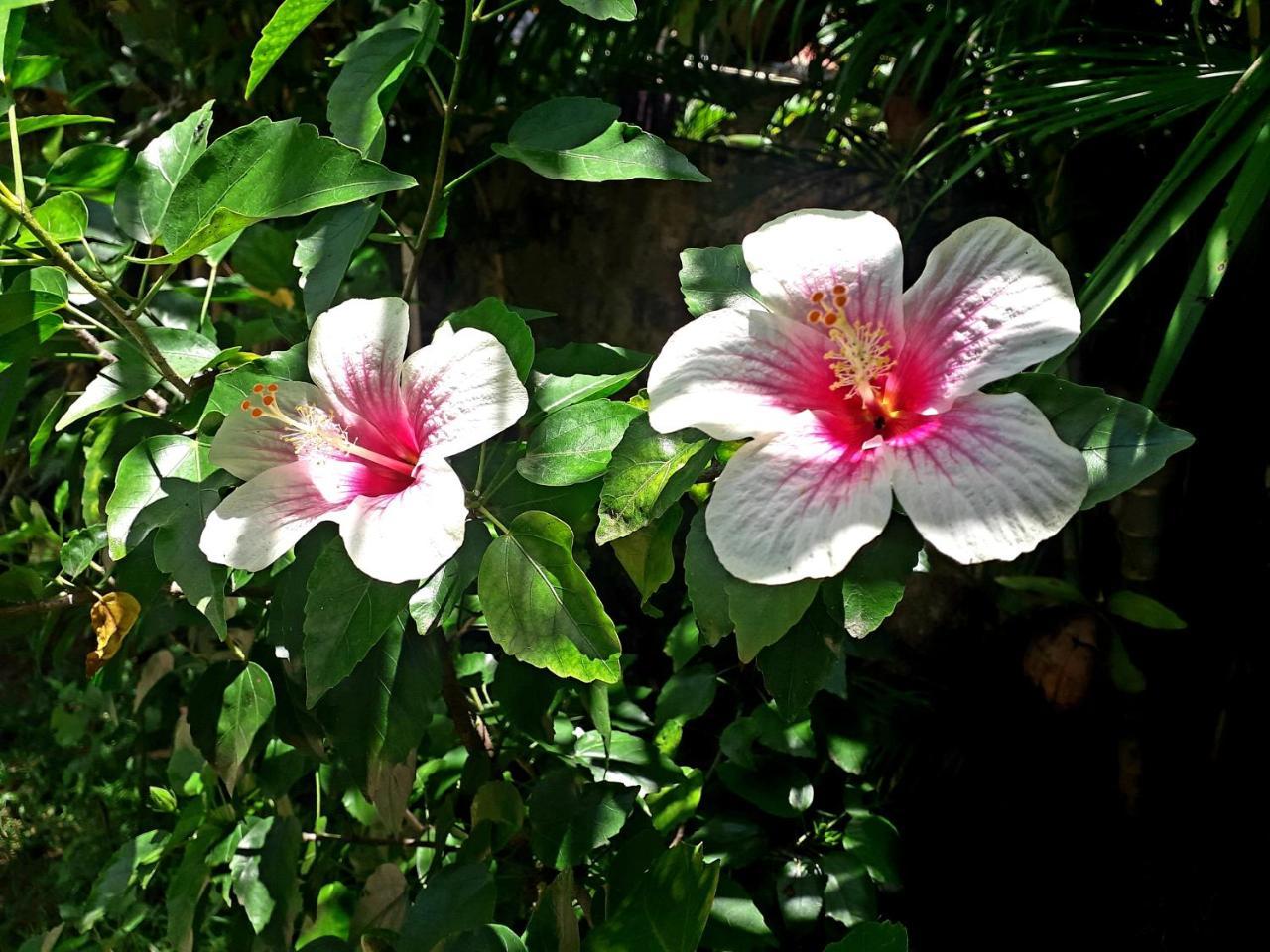 Alappuzha Vivaresidence Homestay מראה חיצוני תמונה