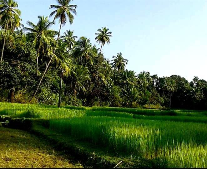 Alappuzha Vivaresidence Homestay מראה חיצוני תמונה