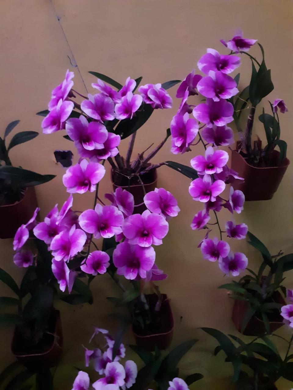 Alappuzha Vivaresidence Homestay מראה חיצוני תמונה